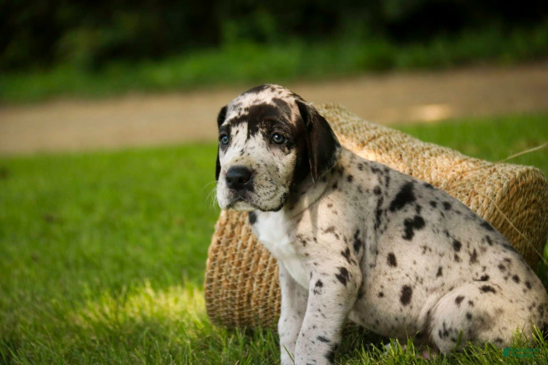 Great Dane dogs for sale: Knight - Image 4