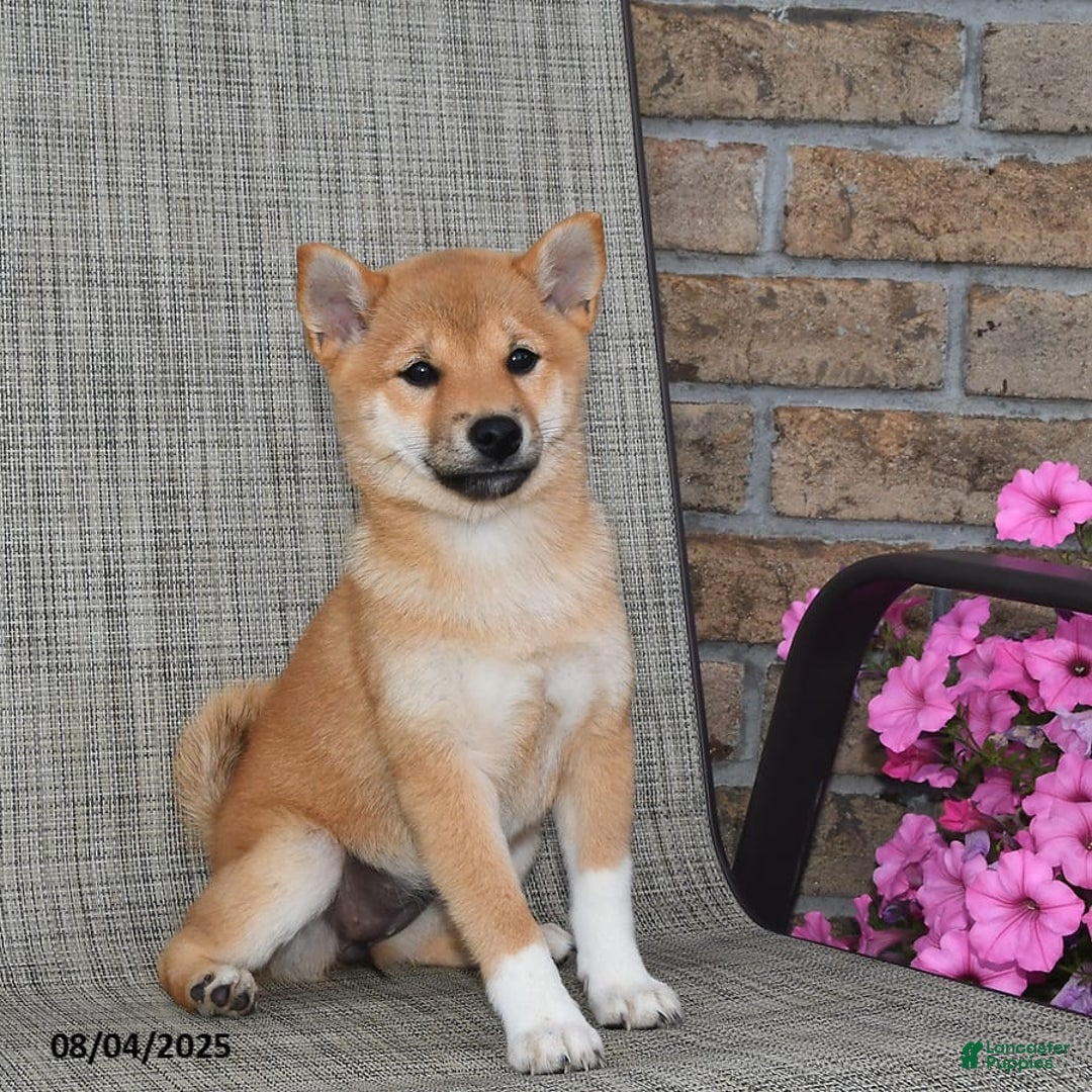 Shiba Inu dogs for sale: Emmy - Image 5