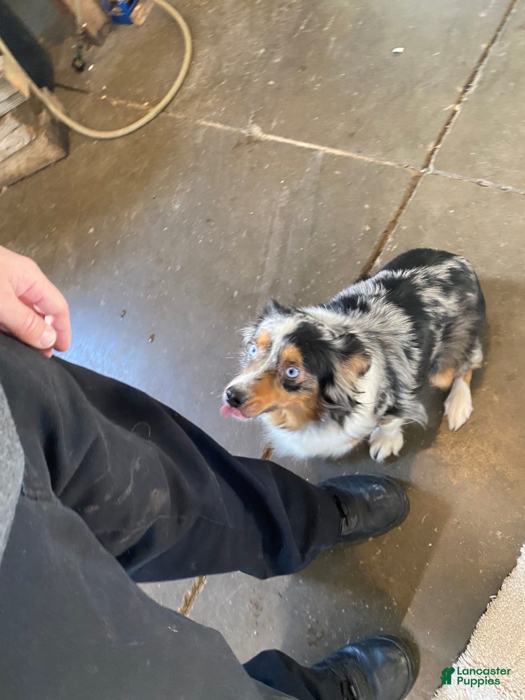 Mini Aussiedoodle dogs for sale: Rowdy - Image 15