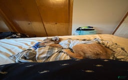 German Shepherd dogs for sale: Hachi - Image 1