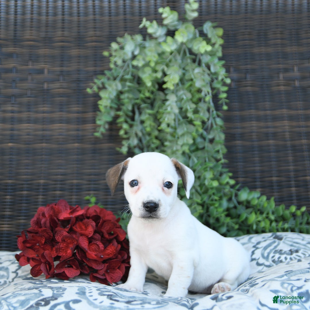 Jack Russell Terrier dogs for sale: Tia - Image 11