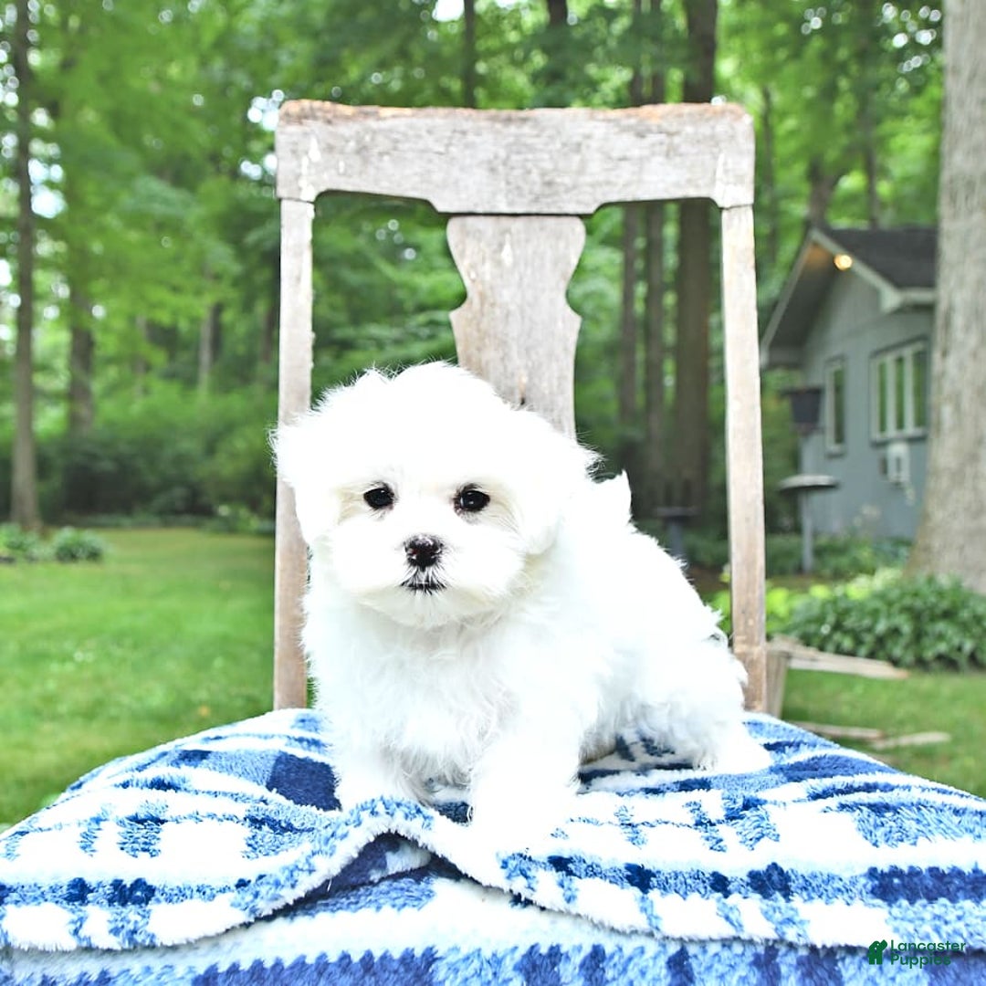 Maltese dogs for sale: Kai - Image 12