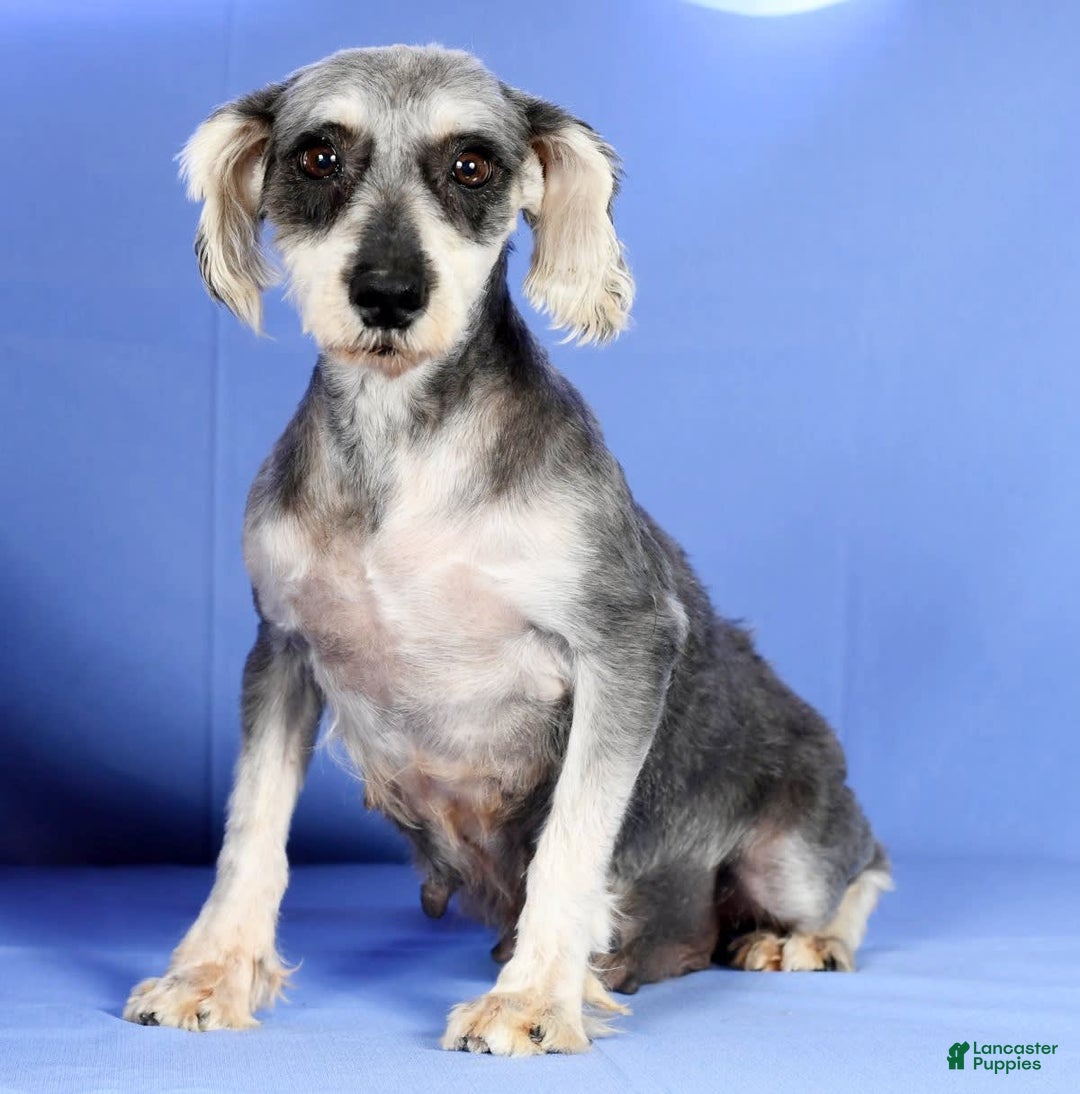 Miniature Schnauzer dogs for sale: Brenda - Image 10