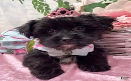 Shorkie dogs for sale: Little Mercedes - Image 1