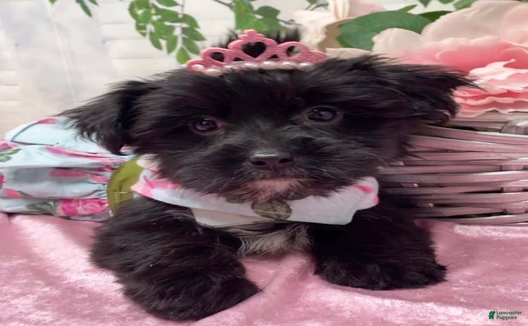 Shorkie dogs for sale - Ad 2