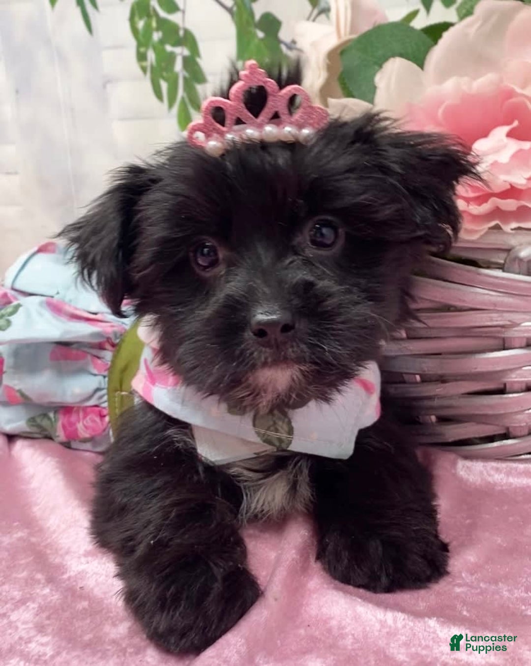 Shorkie dogs for sale: Little Mercedes - Image 1