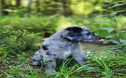 Labradoodle dogs for sale: Madison - Image 2
