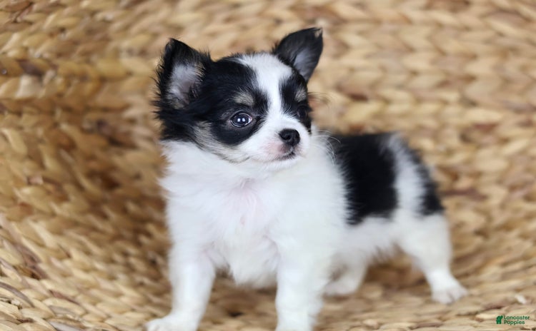 Chihuahua dogs for sale - Ad 1