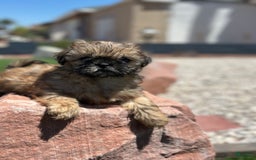Shih Tzu dogs for sale: Shih Tzu 5 puppies - Image 7