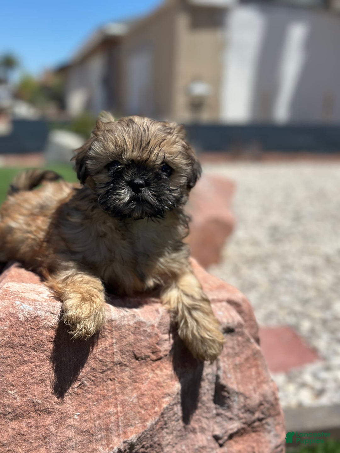 Shih Tzu dogs for sale: Shih Tzu 5 puppies - Image 7