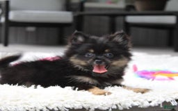 Pomeranian dogs for sale: Lola - Image 8