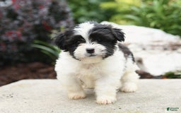Malshi dogs for sale: Moose Tracks - Image 5