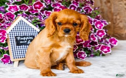 Cavalier King Charles Spaniel dogs for sale: Keegan - Image 3