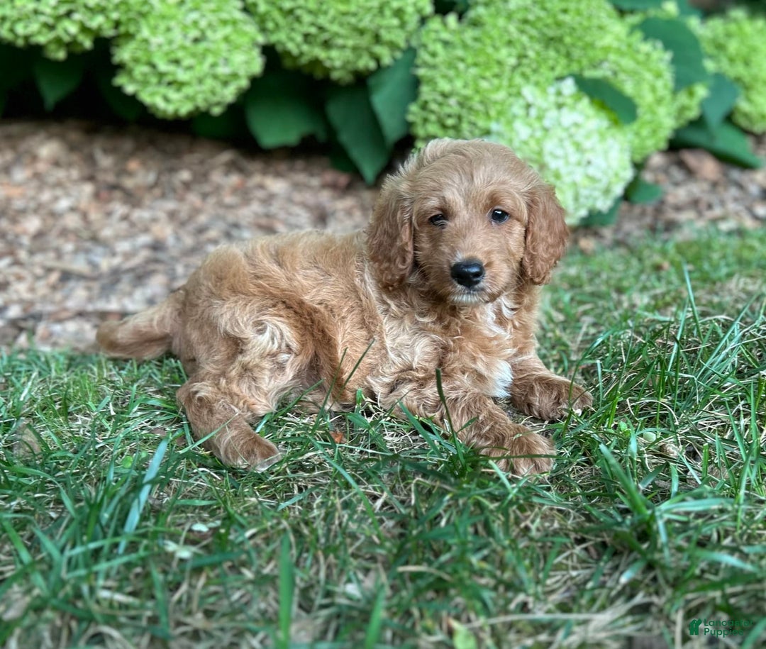 Mini Goldendoodle dogs for sale: Biscuit - Image 2