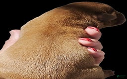 Labrador Retriever dogs for sale: Hayes - Image 1