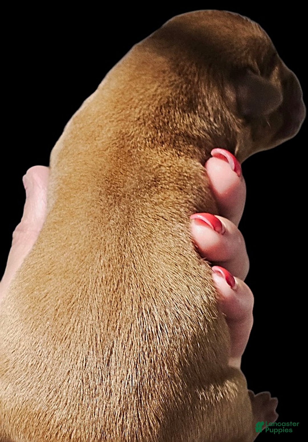 Labrador Retriever dogs for sale: Hayes - Image 1