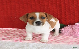 Jack Russell Terrier dogs for sale: Rusty - Image 5