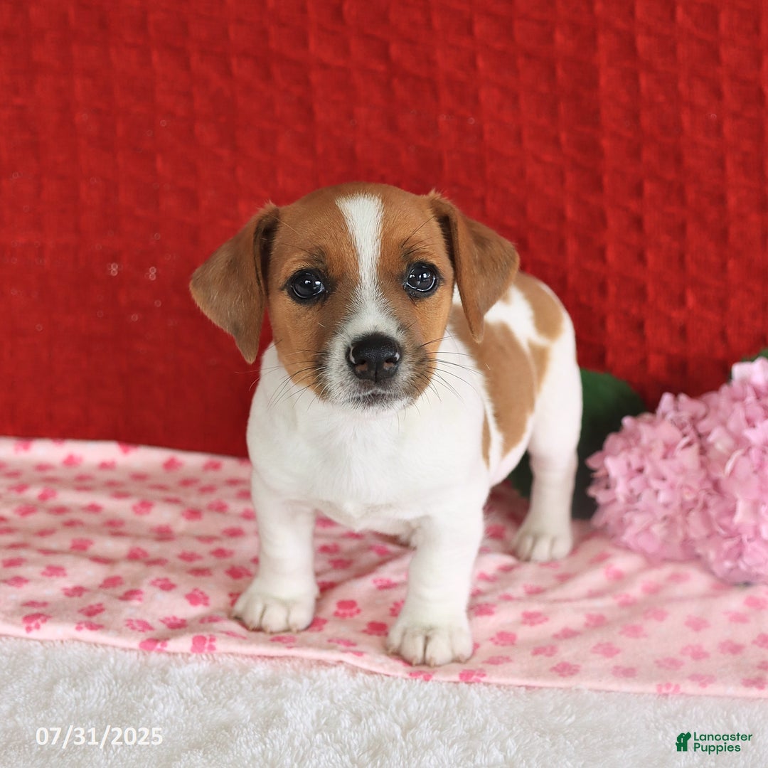 Jack Russell Terrier dogs for sale: Rusty - Image 5