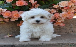 Havanese dogs for sale: Sophia - Image 1