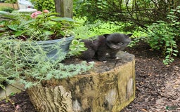 Pomeranian dogs for sale: Pebbles - Image 4