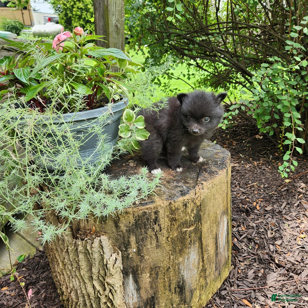 Pomeranian dogs for sale: Pebbles - Image 4