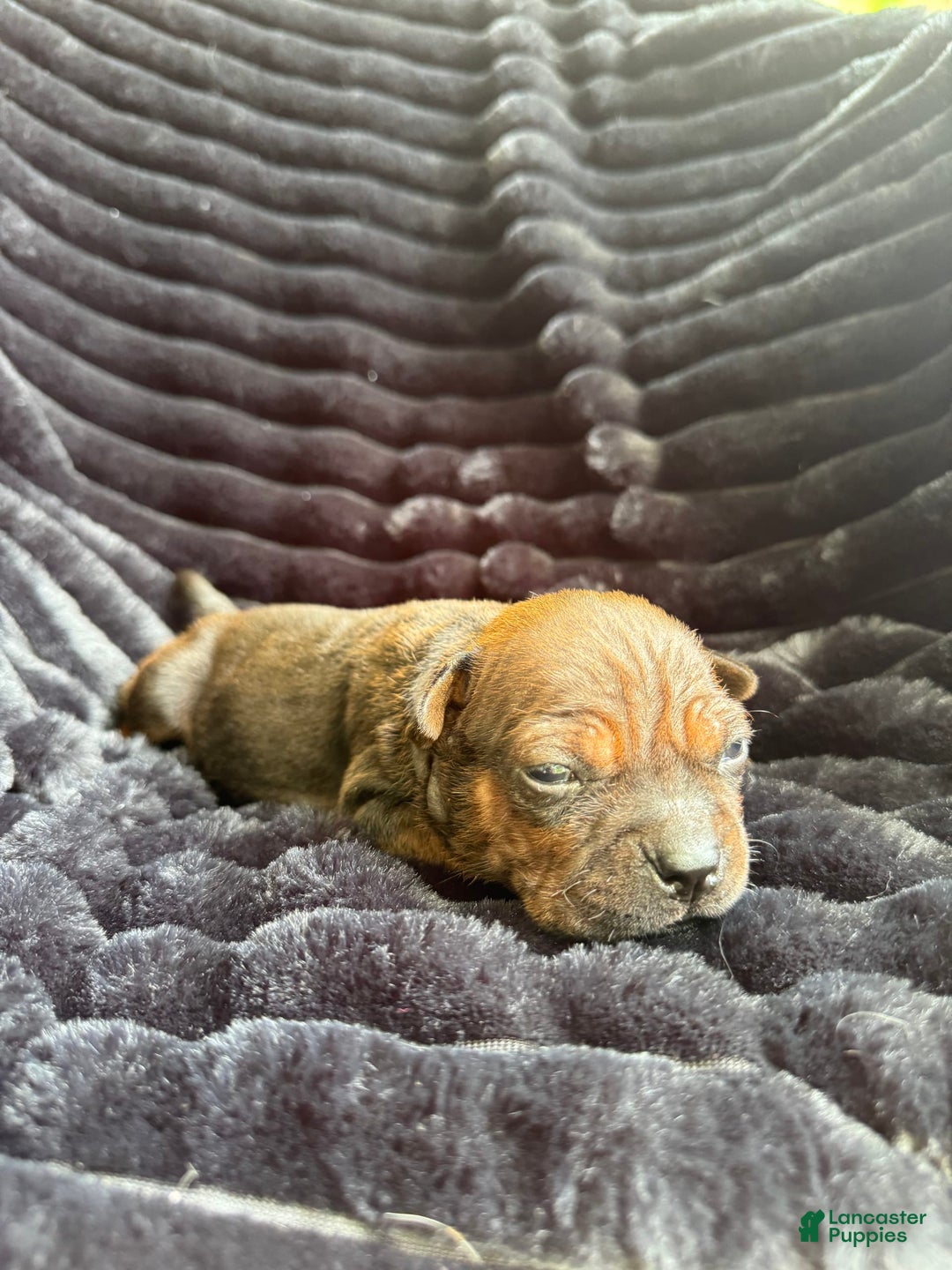 American Bulldog dogs for sale: Chongqin - Listing for pets: China, Chongqin - Image 5