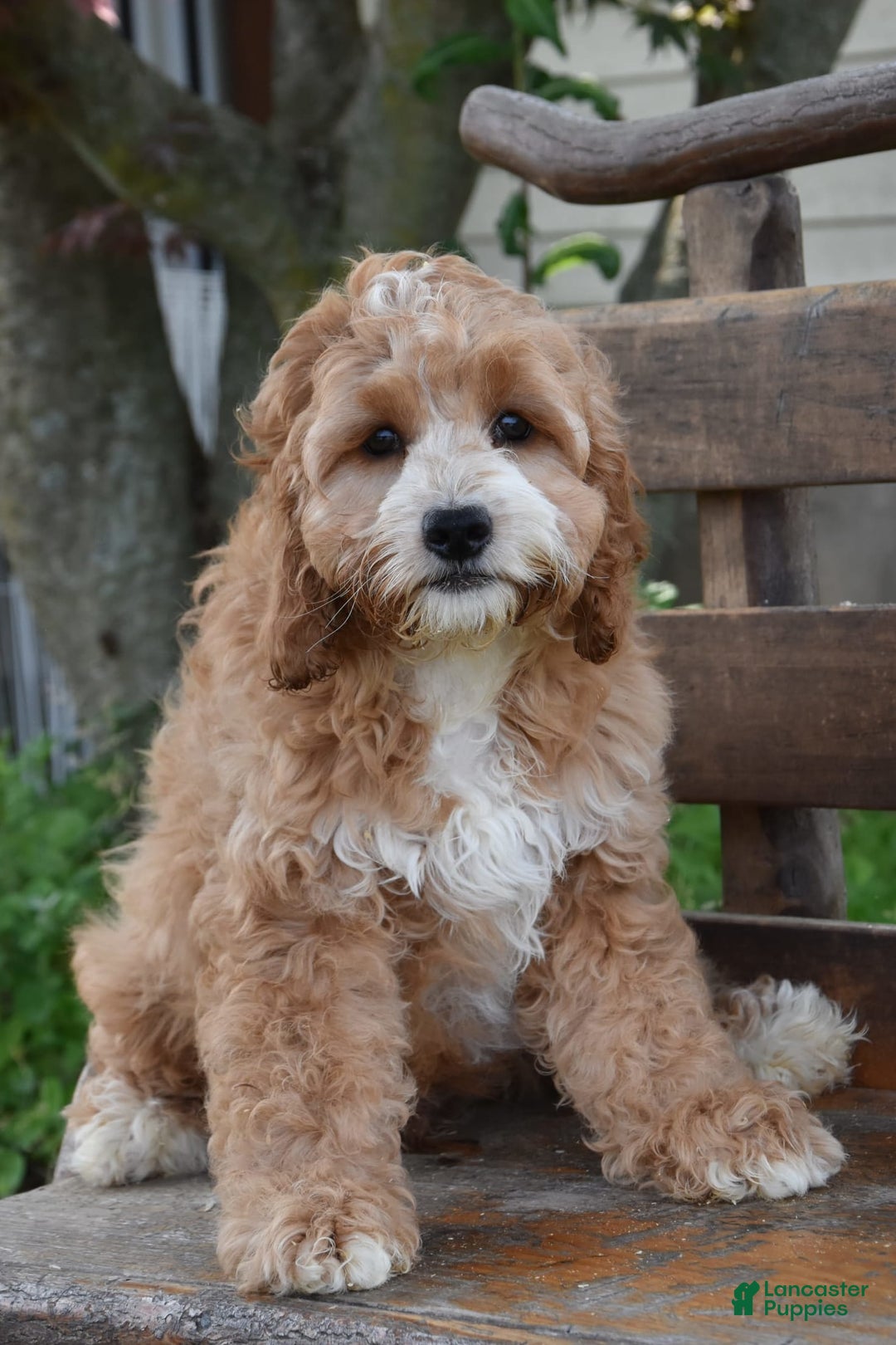 Cockapoo dogs for sale: Cockapoo 4 puppies - Image 4