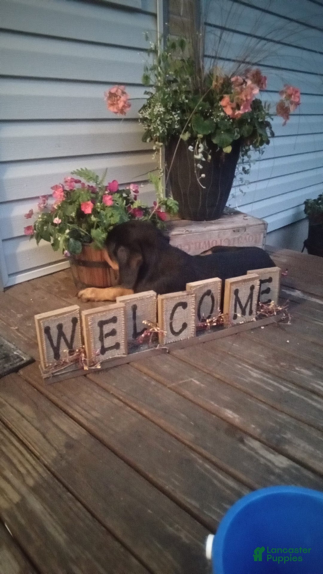 Rottweiler dogs for sale: Ninja - Image 2