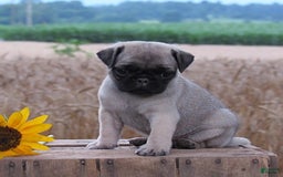Pug dogs for sale: Silver Belle - Image 3