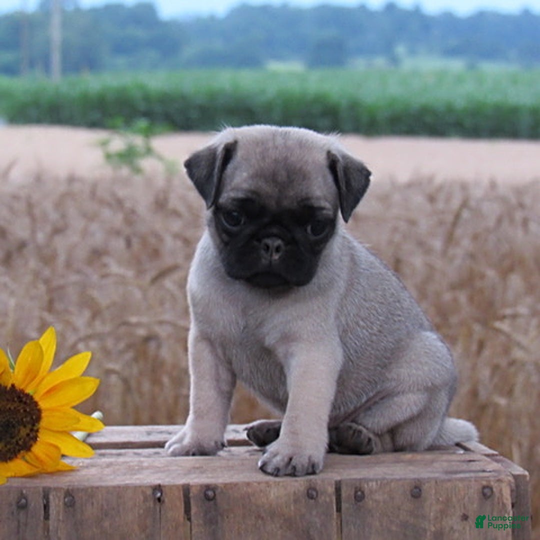 Pug dogs for sale: Silver Belle - Image 3