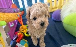 Maltipoo dogs for sale: Danny - Image 3