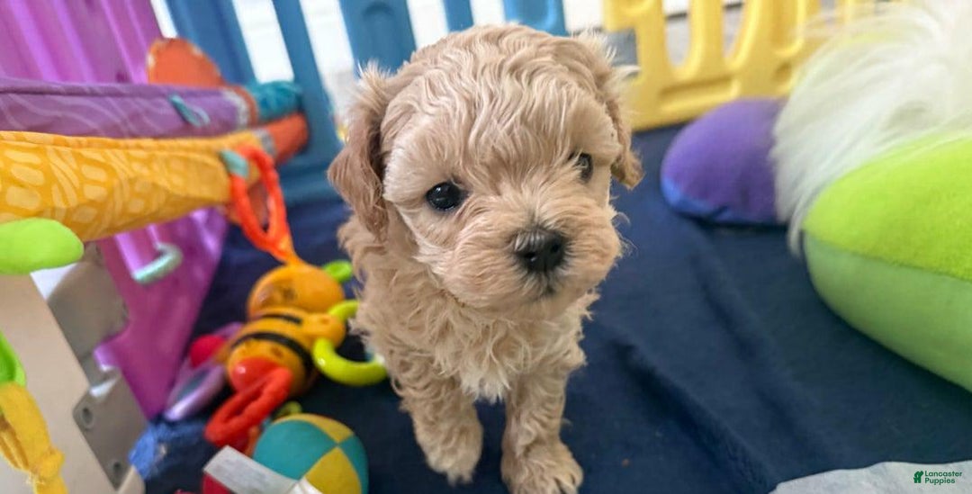 Maltipoo dogs for sale: Danny - Image 3