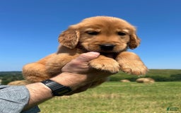 Golden Retriever dogs for sale: Honey - Image 12