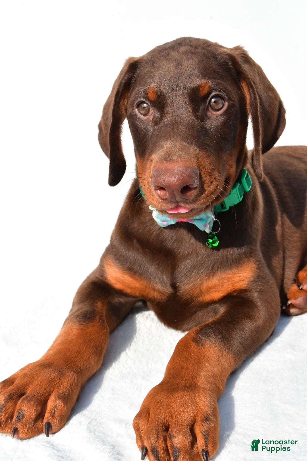 Doberman Pinscher dogs for sale: Toby - Image 4