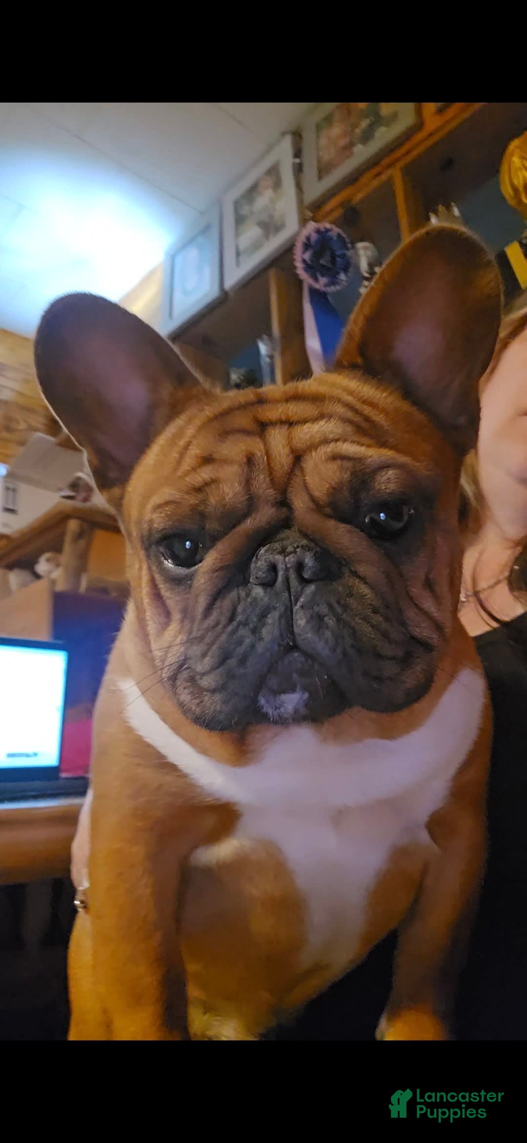 French Bulldog dogs for sale: Raider - Image 14