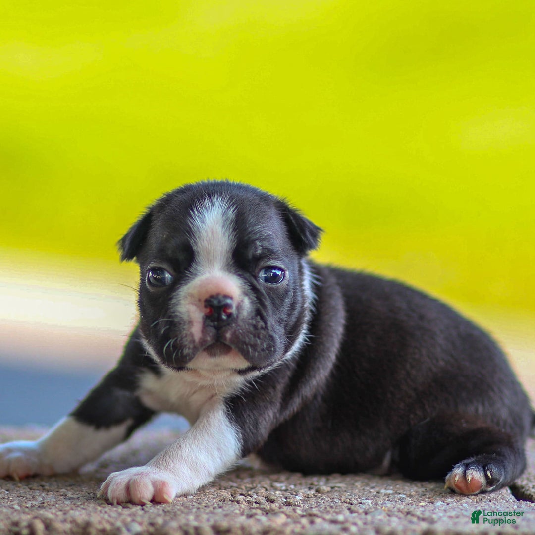 Boston Terrier dogs for sale: Patty - Image 2