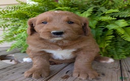 Goldendoodle dogs for sale: Ben - Image 20