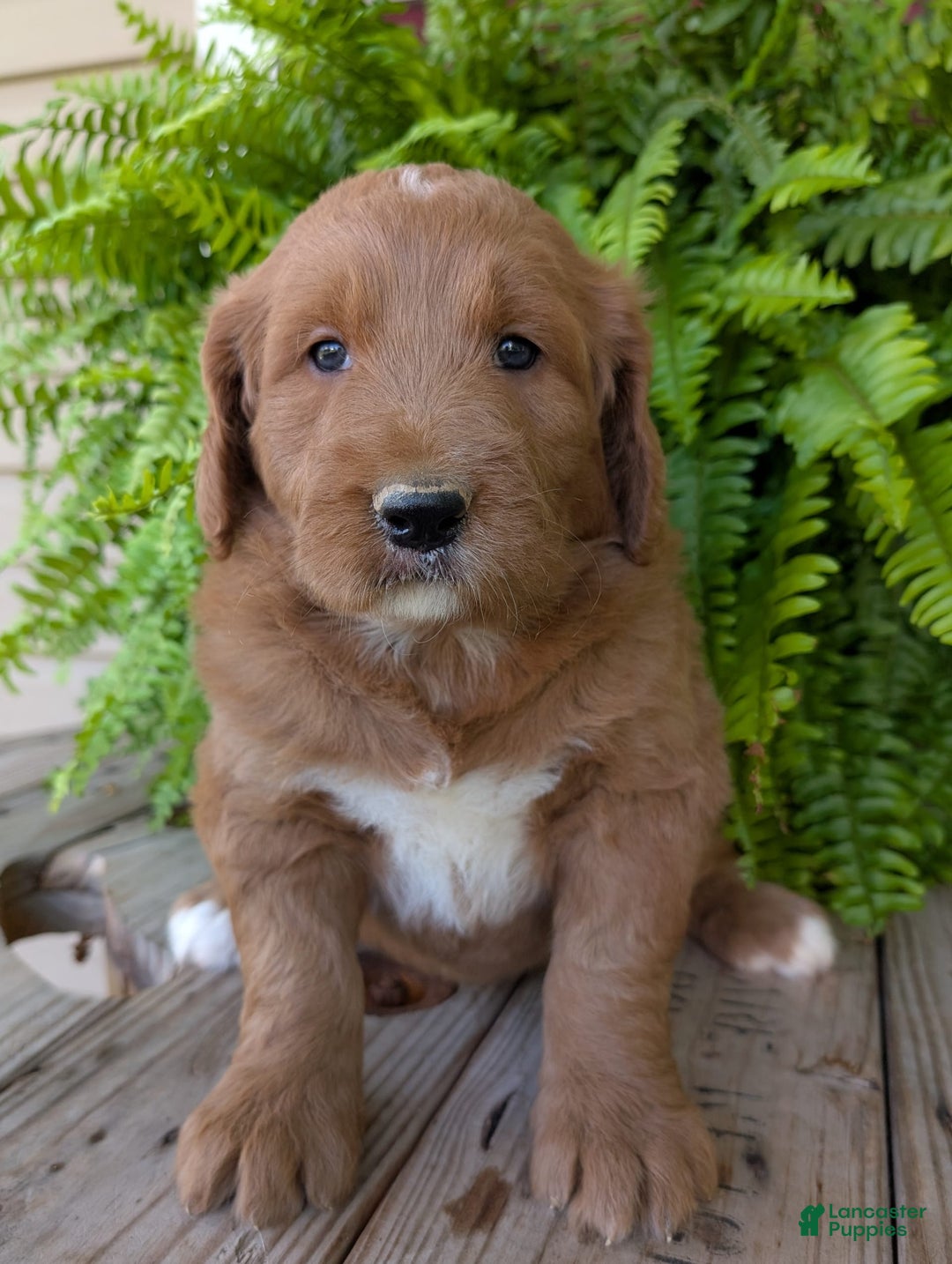 Goldendoodle dogs for sale: Ben - Image 20