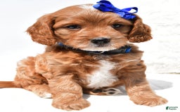 Mini Goldendoodle dogs for sale: Rascal - Image 3