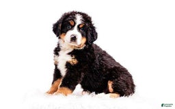 Bernese Mountain Dog dogs for sale: Paul Bunyan - Image 2