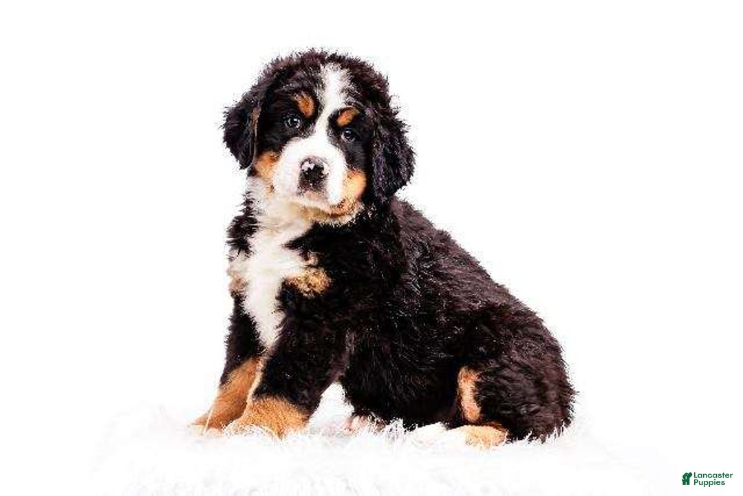 Bernese Mountain Dog dogs for sale: Paul Bunyan - Image 2