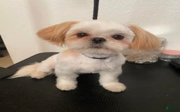 Shih Tzu dogs for sale: Full Akc Lemmy - Image 6