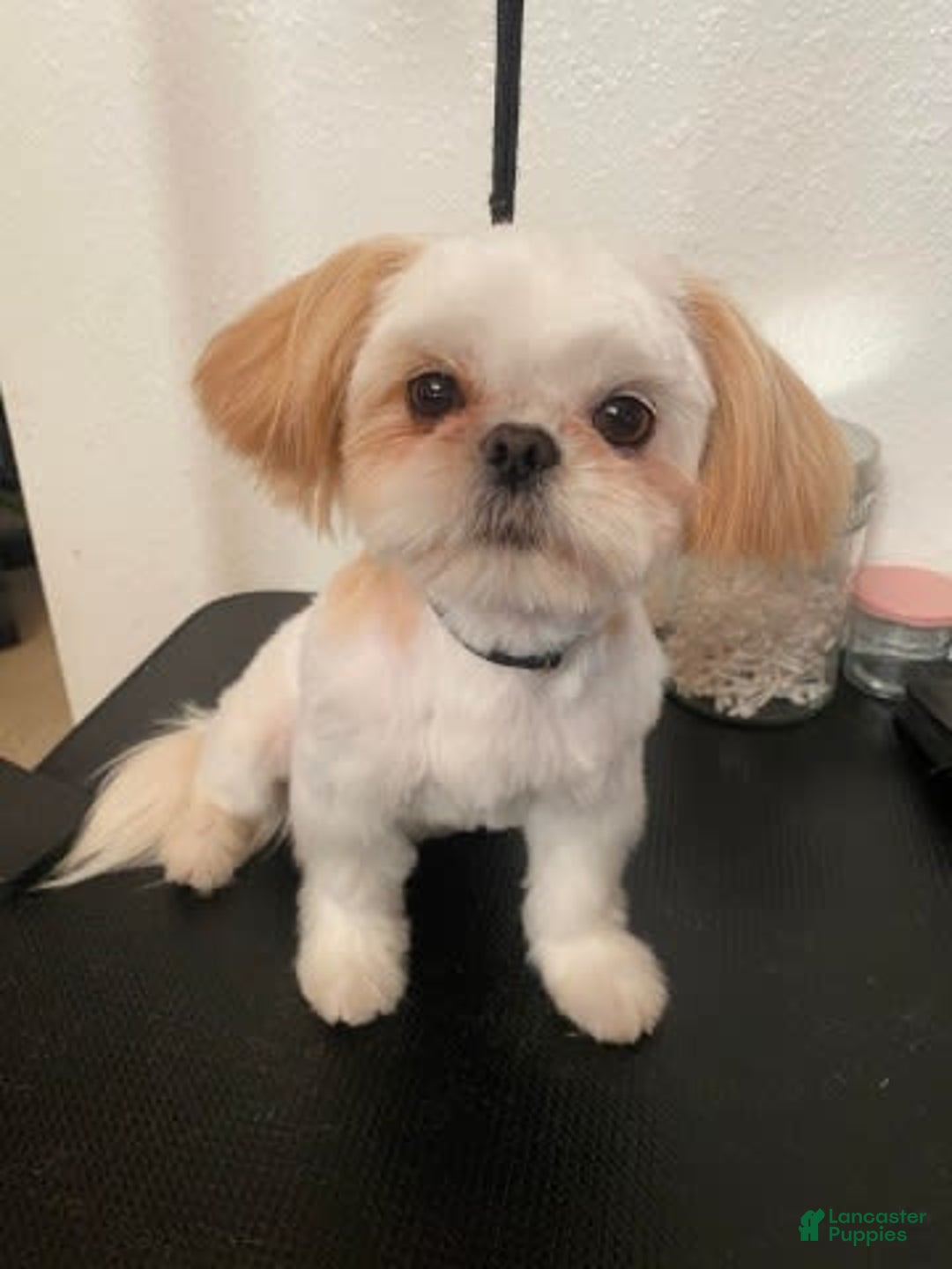 Shih Tzu dogs for sale: Full Akc Lemmy - Image 6