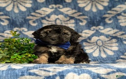 Cavapoo dogs for sale: Dunleigh Hypoallergenic - Image 11