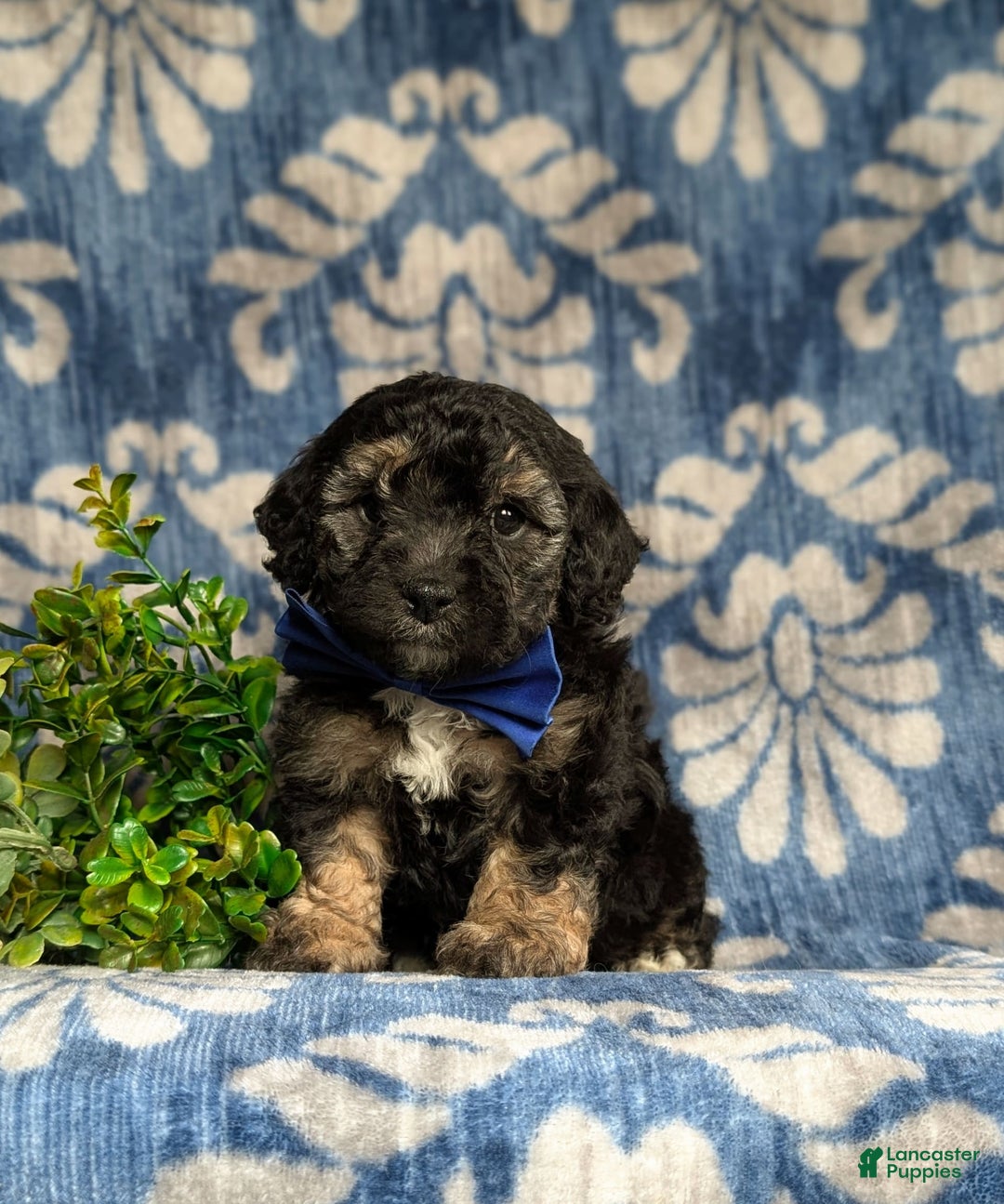 Cavapoo dogs for sale: Dunleigh Hypoallergenic - Image 11