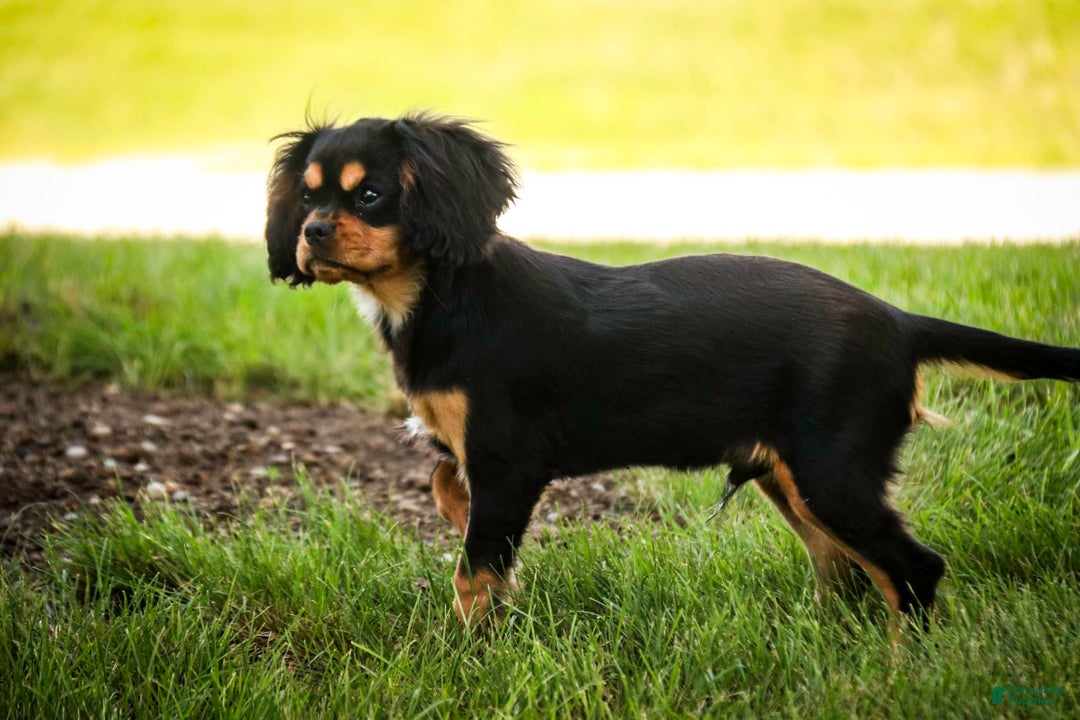 Cavalier King Charles Spaniel dogs for sale: Pluto - Image 7