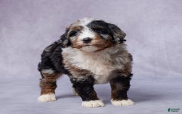 Mini Bernedoodle dogs for sale: Jack - Image 3