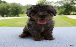 Miniature Poodle dogs for sale: Asher - Image 5