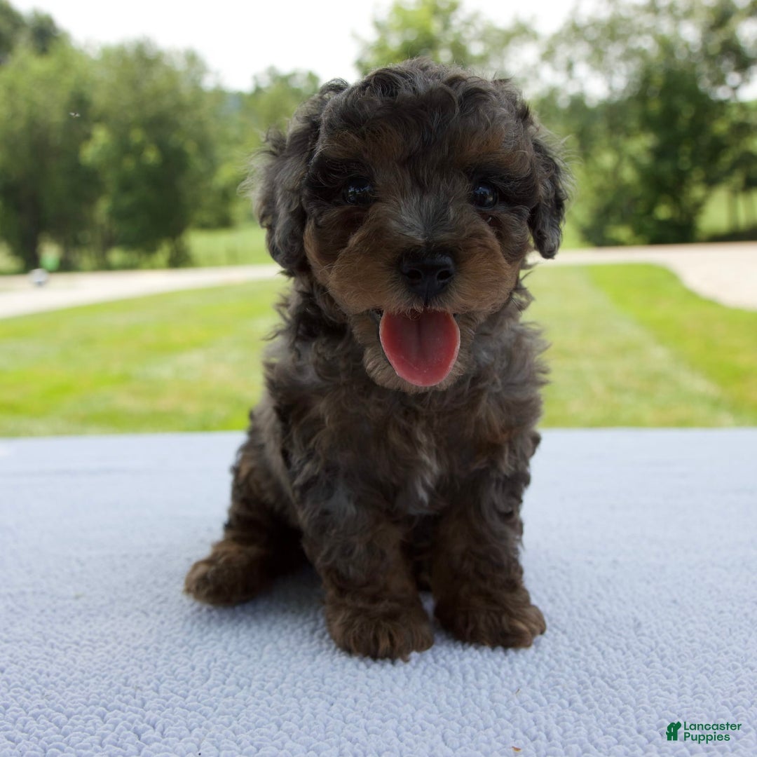 Miniature Poodle dogs for sale: Asher - Image 5