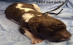 Labradoodle dogs for sale: Horseradish - Image 2
